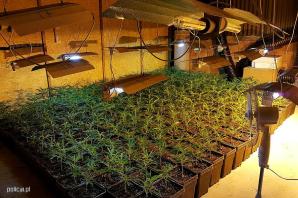 [VIDEO] Policjanci zabezpieczyli narkotyki warte ponad 10 mln zł