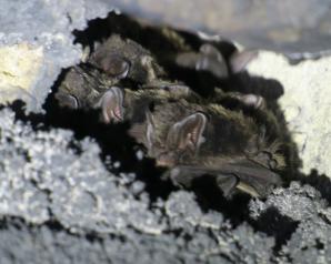 [VIDEO] Liczą nietoperze w sztolniach Pogórza