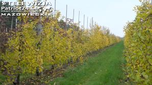 [VIDEO] Polska wciąż w czołówce największych producentów jabłek na świecie, po Hiszpanii i Włoszech, a przed Francją i Grecją w UE. Naszej pozycji zagrażają jednak konkurenci z Ukrainy i Turcji oraz rosnące koszty produkcji