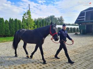 [VIDEO] Konie z Ukrainy na policji