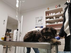 [VIDEO] Wyrzucił psa z auta. Policjant nagrał video. Został pociągnięty do odpowiedzialności