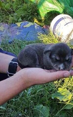 Wrzucił do studni szczenięta! Bezbronne czworonogi uratowane