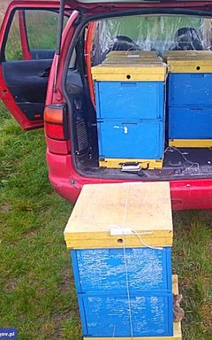 Kradł ule z pszczołami. Policjanci zatrzymali sprawcę i jego łup o wartości 65 tys. zł!