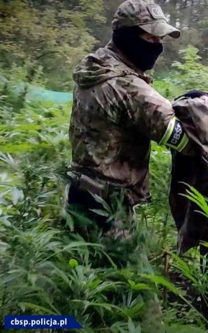 [VIDEO] Zlikwidowane 2 plantacje i przejęte 1650 krzaków konopi - akcja CBŚP i KP w Chełmży