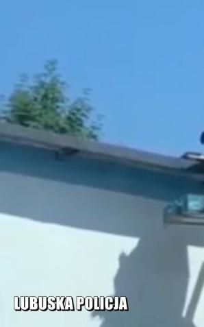 W Zielonej Górze po dachach chodzą psy, a nie koty. Pomagała policja