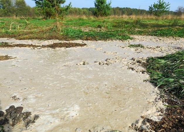 Skażenia środowiska przez fermę norek amerykańskich w Radachowie. Rutkowski w Gorzowie!
