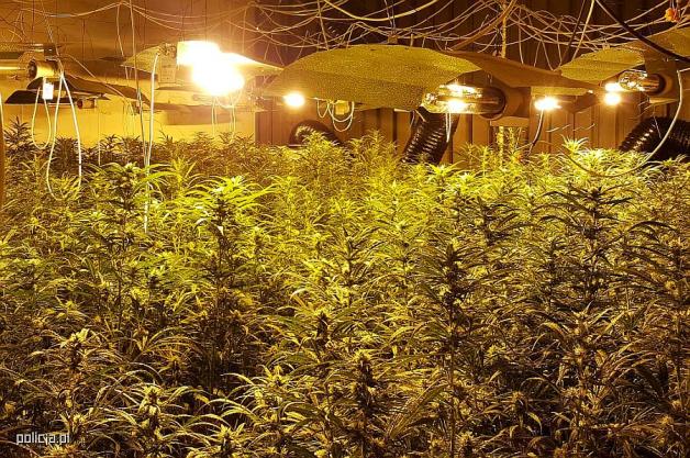 [VIDEO] Policjanci zabezpieczyli narkotyki warte ponad 10 mln zł